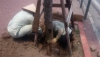 Công nhân đào đất gỡ lưới cước bọc gốc cây xanh (Ảnh Nguyễn Dương)