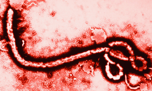 Phát hiện bệnh sớm, tác động kịp thời là yếu tố quan trọng giúp người nhiễm Ebola sống sót.
