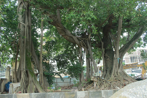 Cây đa trăm tuổi có thân và bộ rễ gồm hơn 15 thân lớn nhỏ rất đẹp.